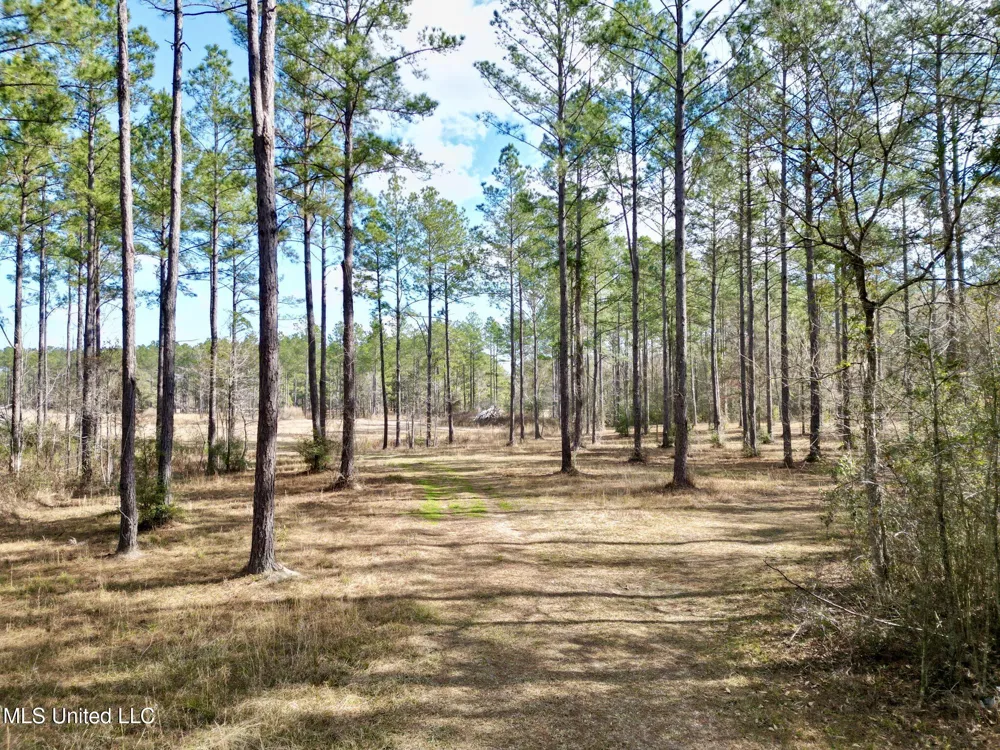 35 Thompson Lane Carriere, MS 39426