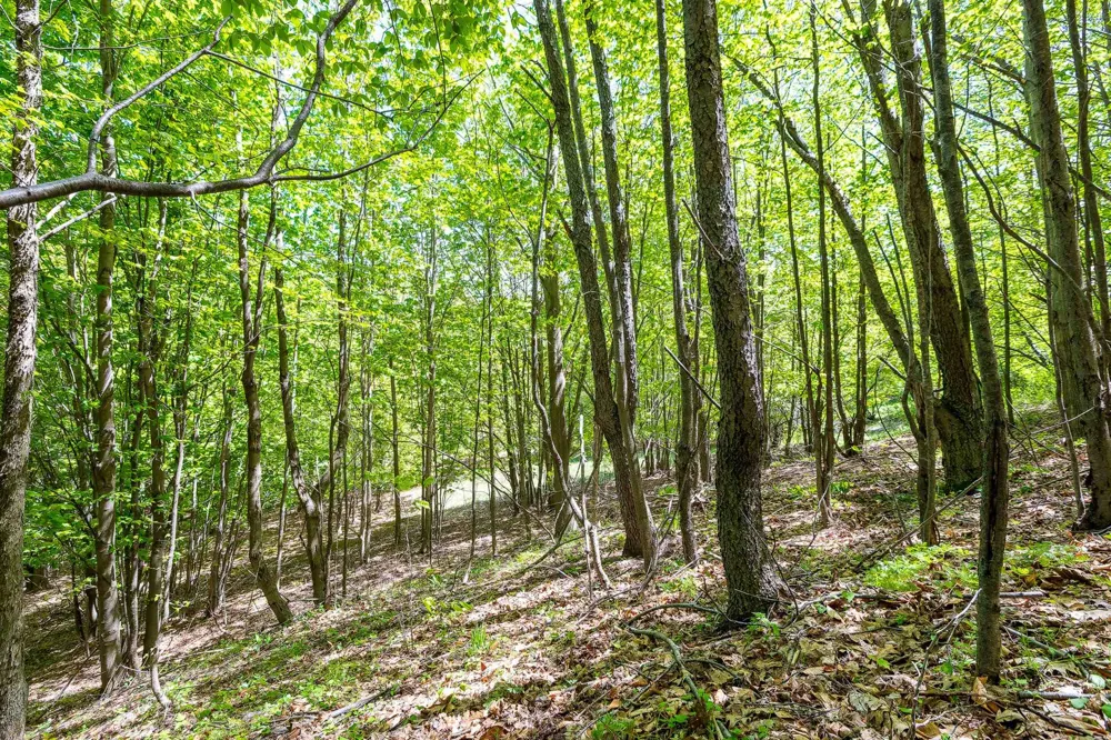 3100 Warren Road Benzonia Township, MI 49617