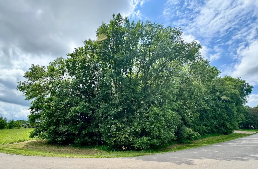 TBD 161st Avenue NE New London, MN 56273