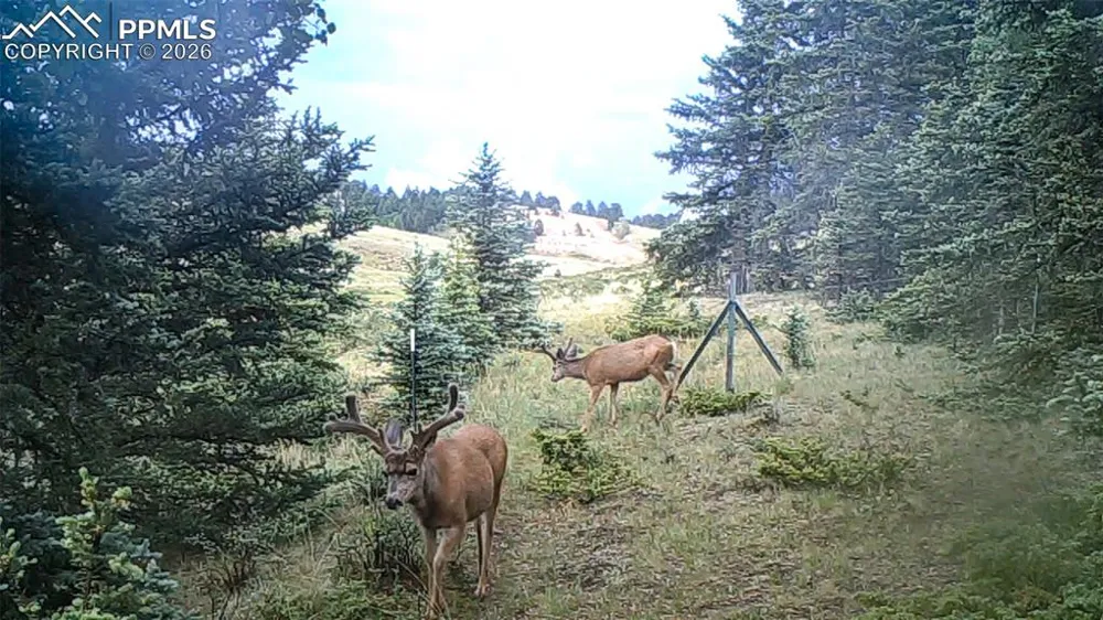 4797 County Road 42 Divide, CO 80814