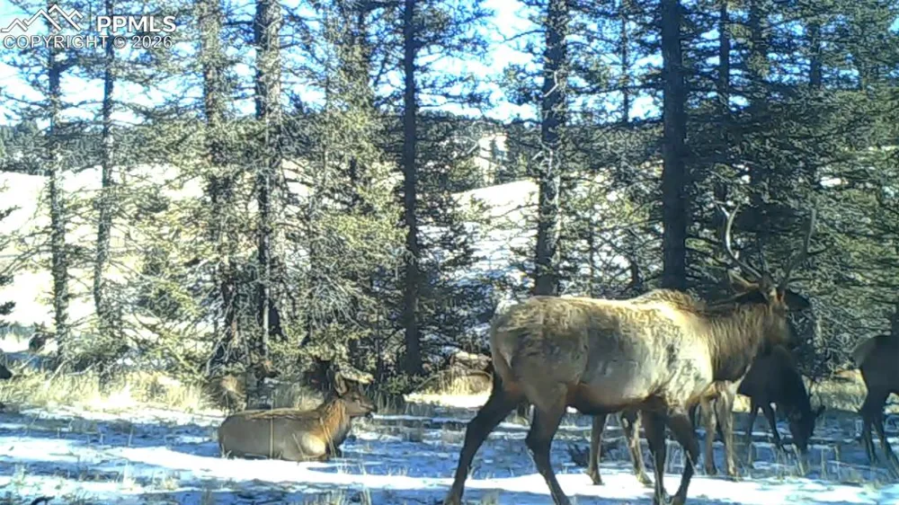 4797 County Road 42 Divide, CO 80814
