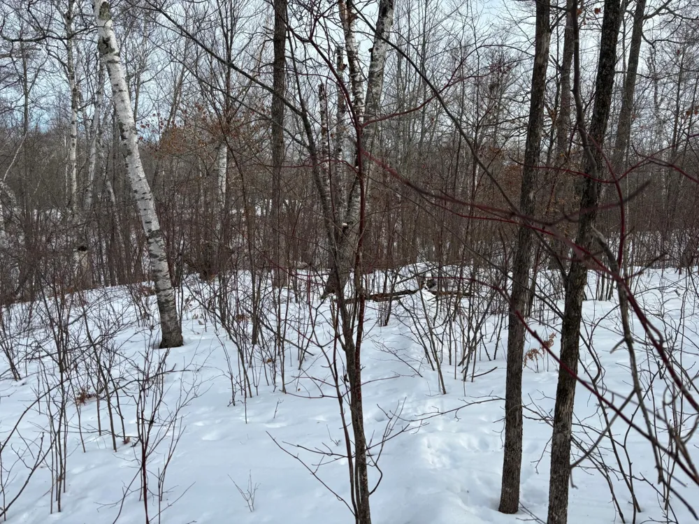 TBD Fawn Trail NE Longville, MN 56655