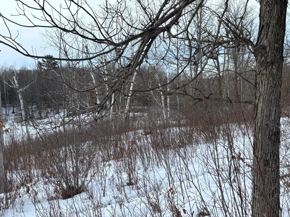 TBD Fawn Trail NE Longville, MN 56655