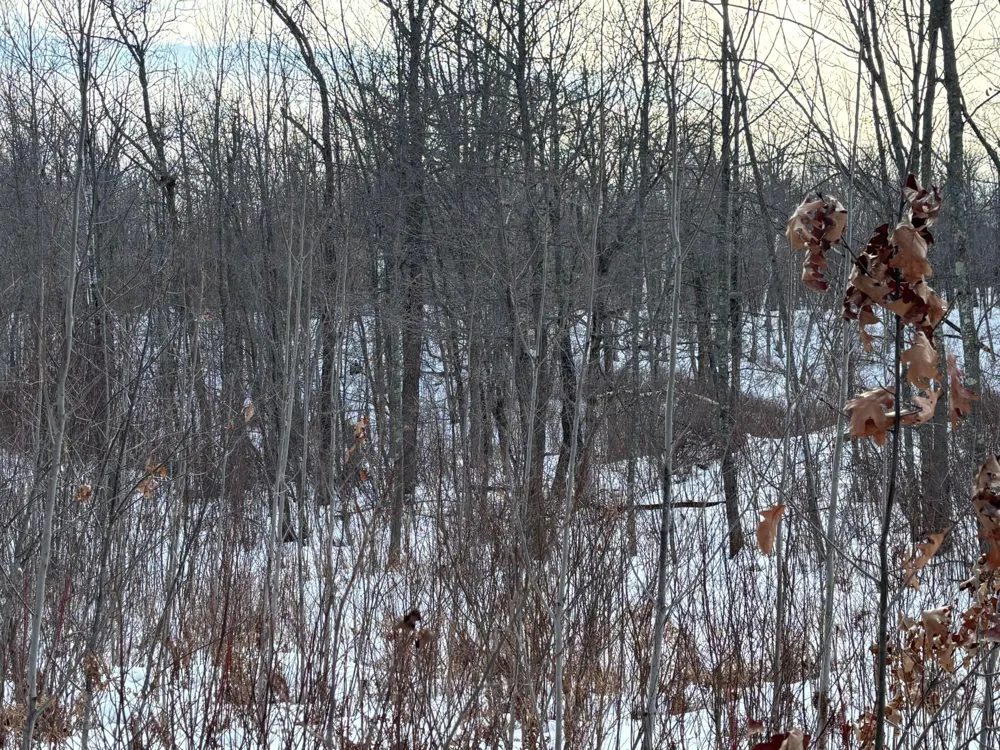 TBD Fawn Trail NE Longville, MN 56655