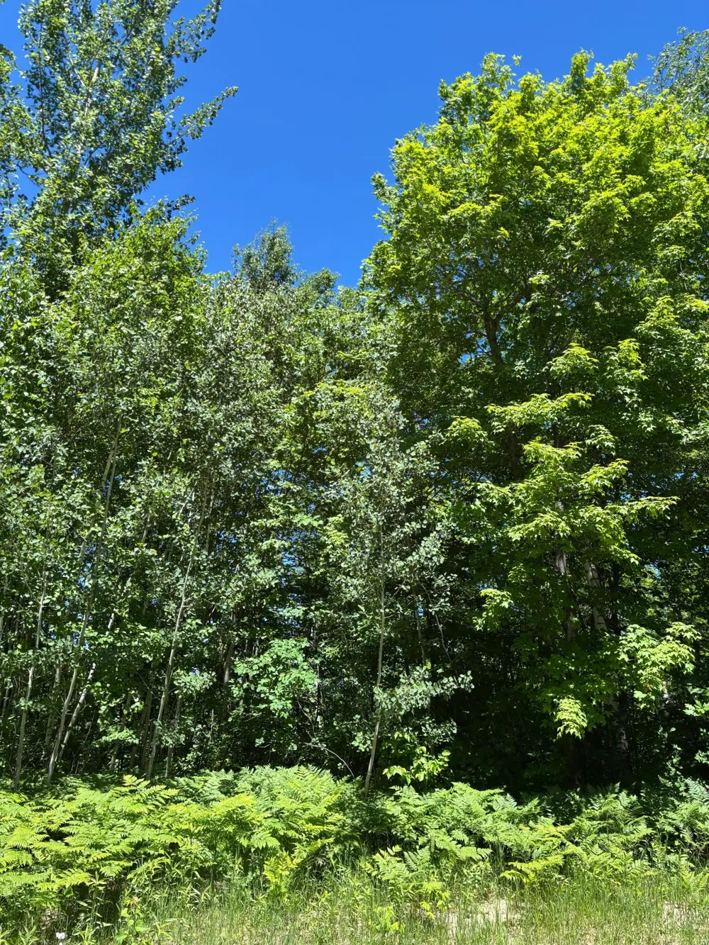 TBD Fawn Trail NE Longville, MN 56655