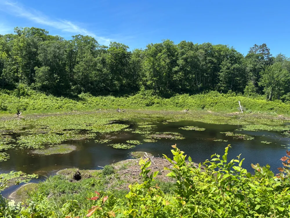 TBD Fawn Trail NE Longville, MN 56655