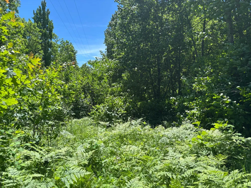 TBD Fawn Trail NE Longville, MN 56655