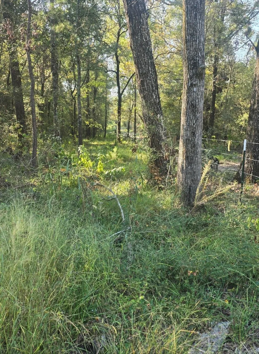 Hwy 150 W Coldspring, TX 77331
