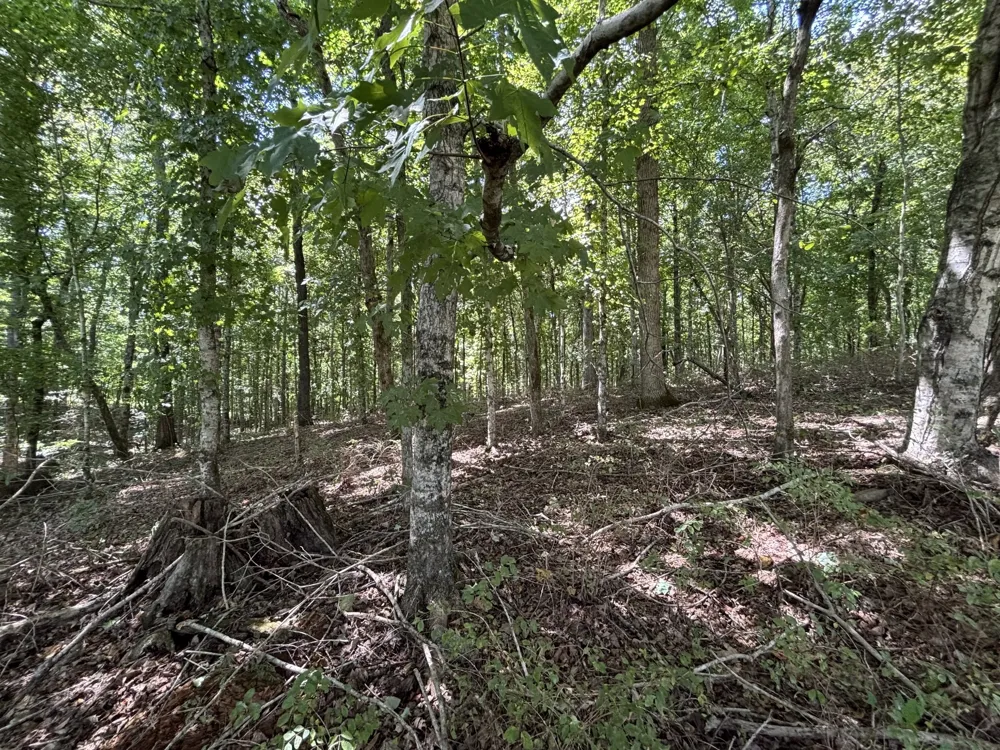 0 Middle Lick Creek Rd Lyles, TN 37098