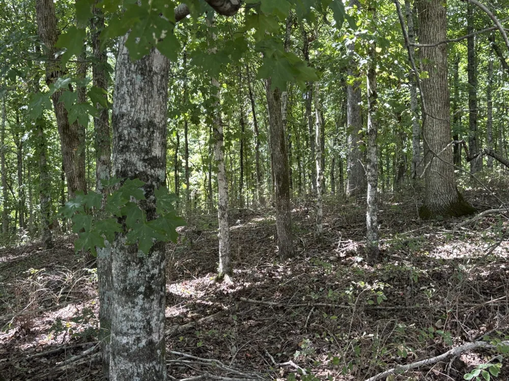 0 Middle Lick Creek Rd Lyles, TN 37098