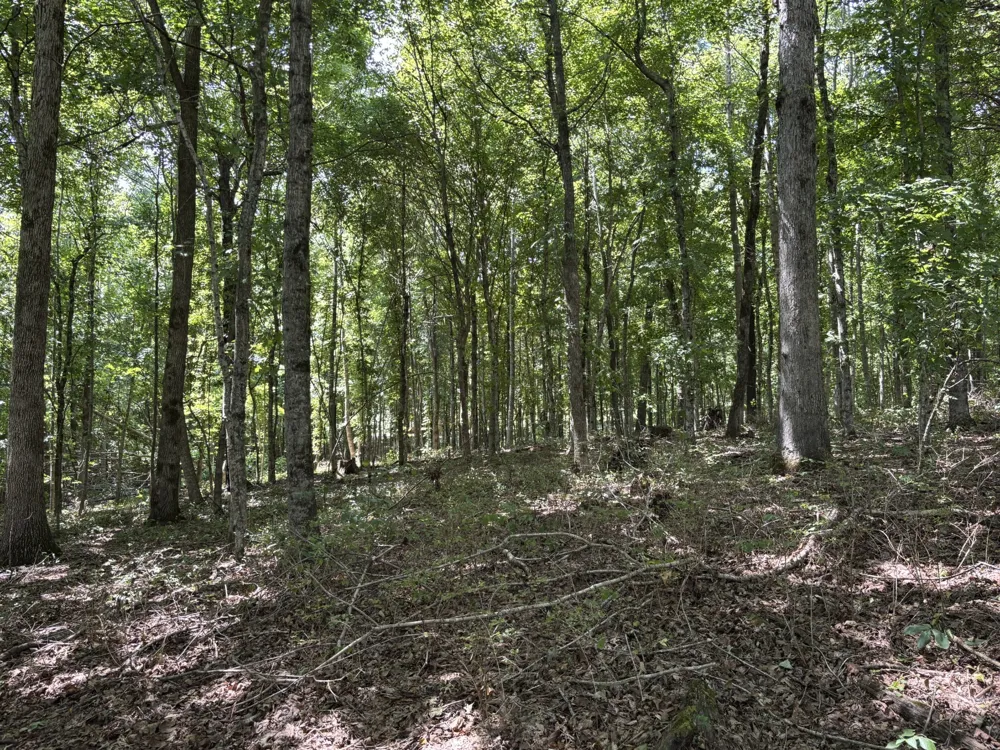 0 Middle Lick Creek Rd Lyles, TN 37098