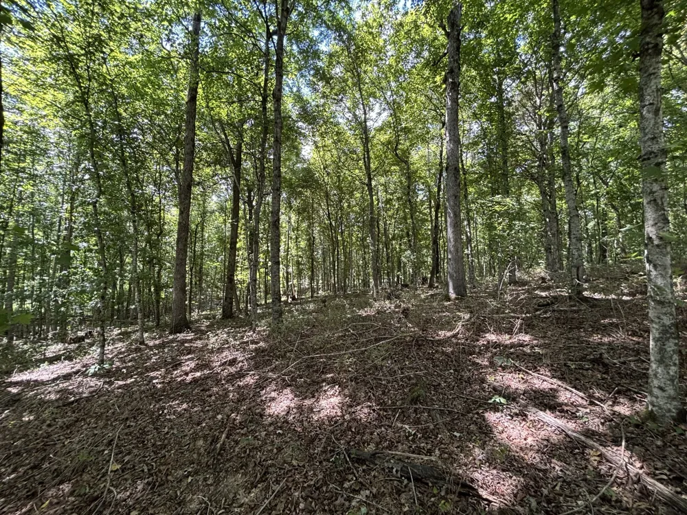 0 Middle Lick Creek Rd Lyles, TN 37098