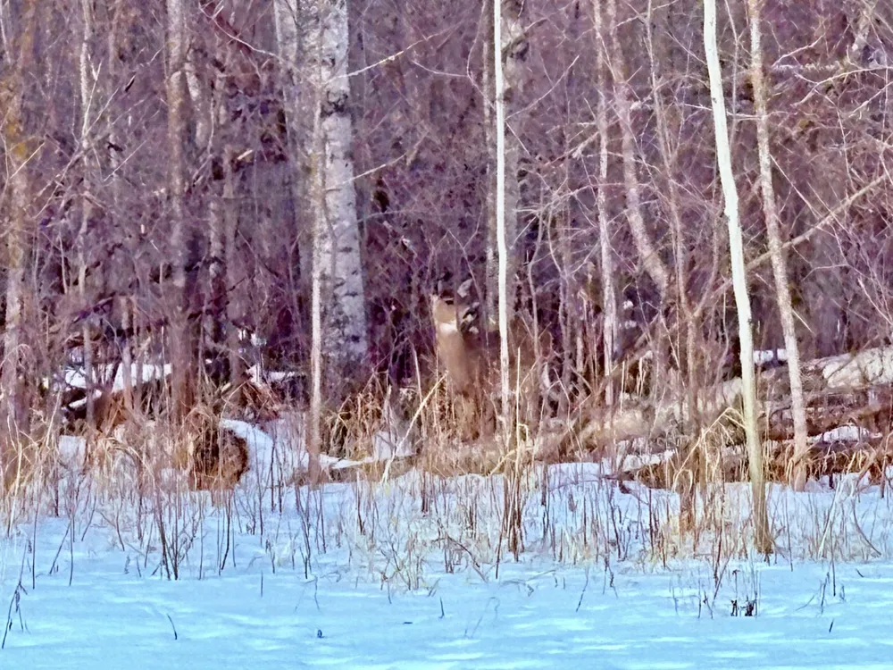 TBD Minnesota Ave NE Warroad, MN 56763