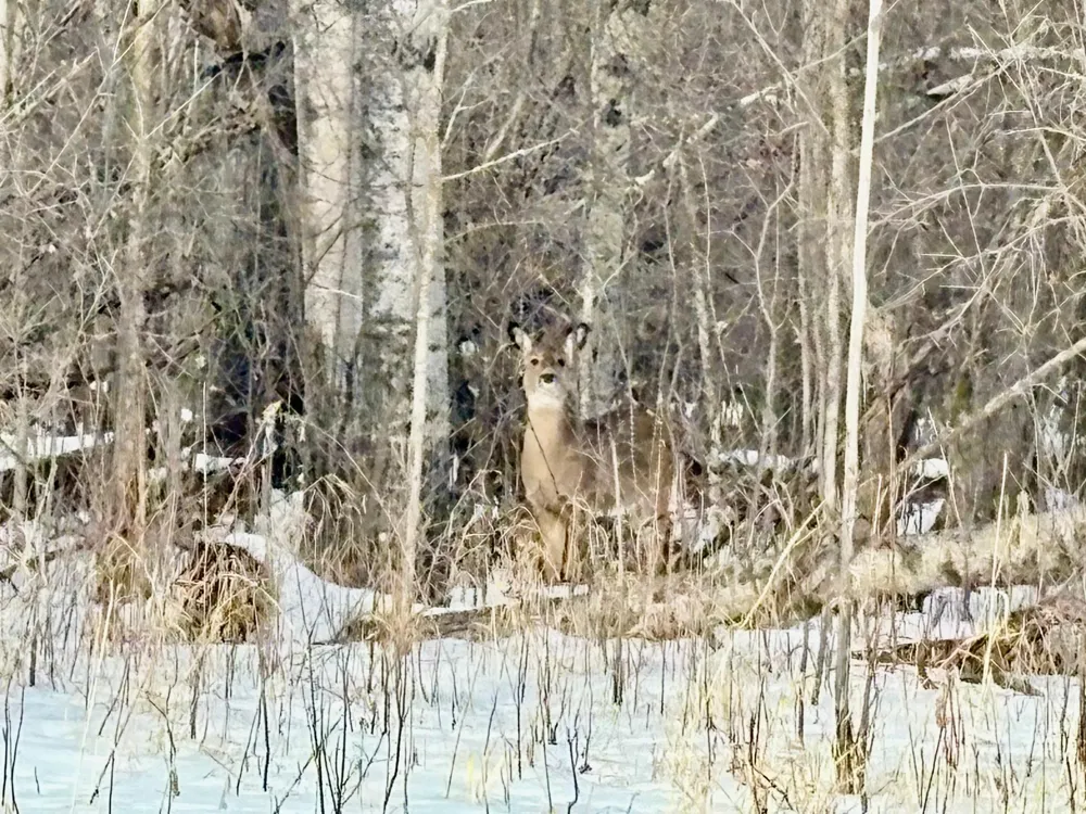 1TBD Minnesota Ave NE Warroad, MN 56763