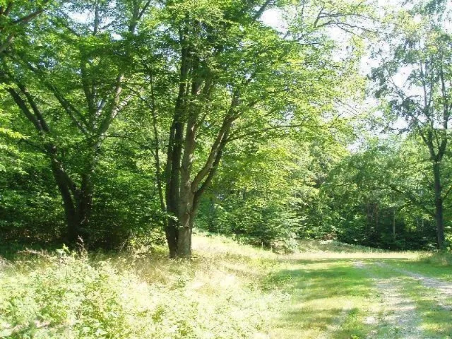 Wildwood Trail Manistee, MI 49660