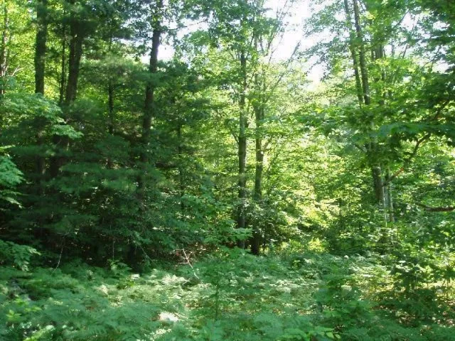 Wildwood Trail Manistee, MI 49660