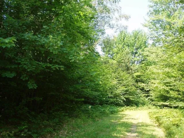 Wildwood Trail Manistee, MI 49660