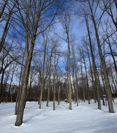 Timberlane Drive
