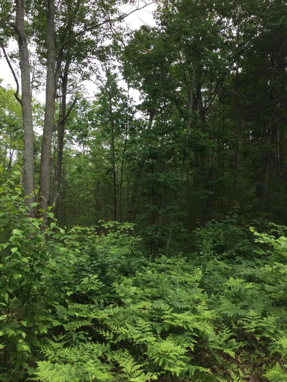 Dodge Lake Road Gaylord, MI 49735