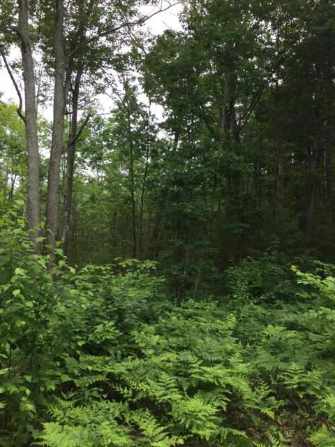 Dodge Lake Road