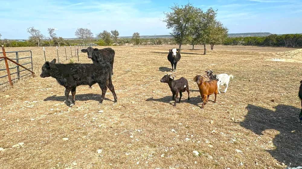 Whitetail Ridge Drive Kempner, TX 76539