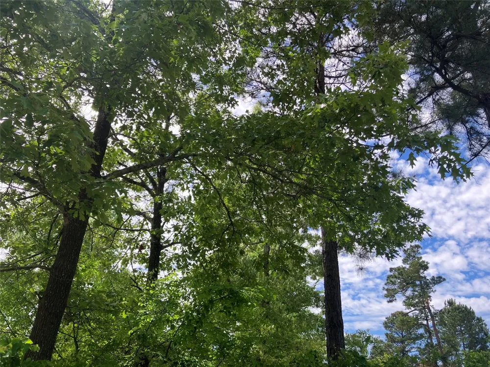 Ridgeline Loop Winona, TX 75792