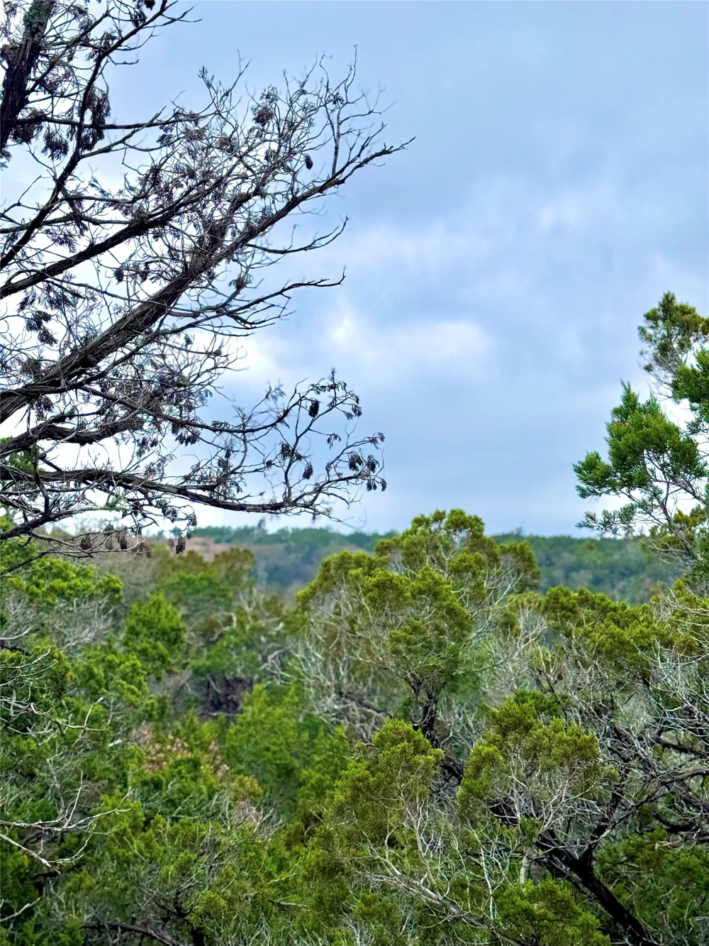 424 Armadillo Trail Drive E Center Point, TX 78013