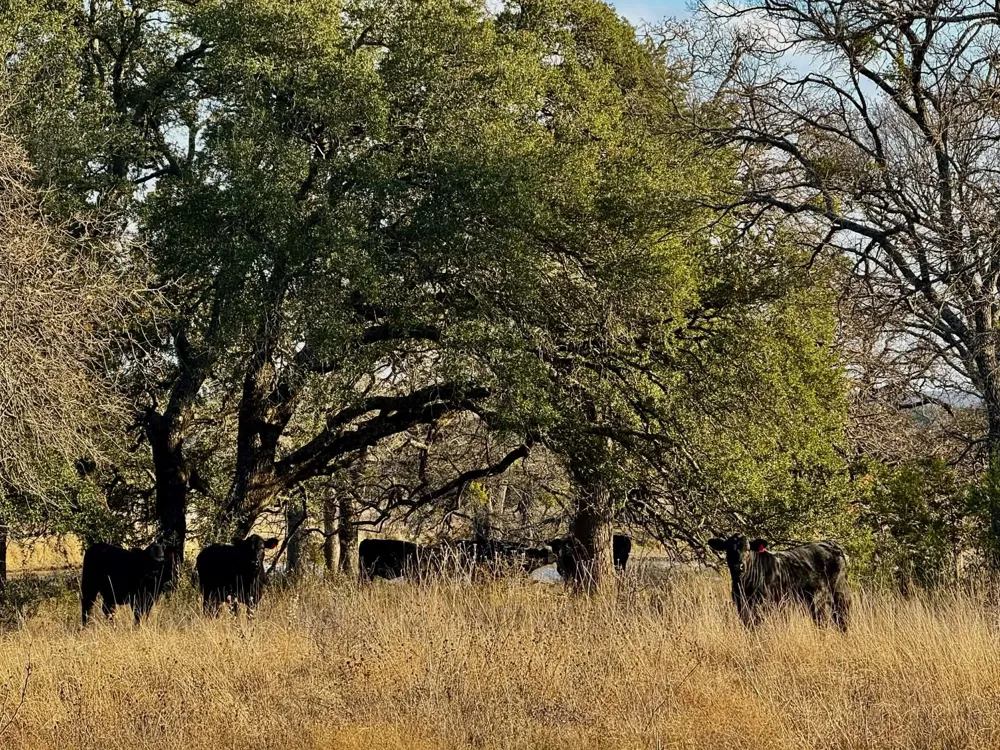 CR 2200 Hico, TX 76457