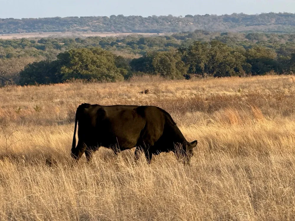 CR 2200 Hico, TX 76457