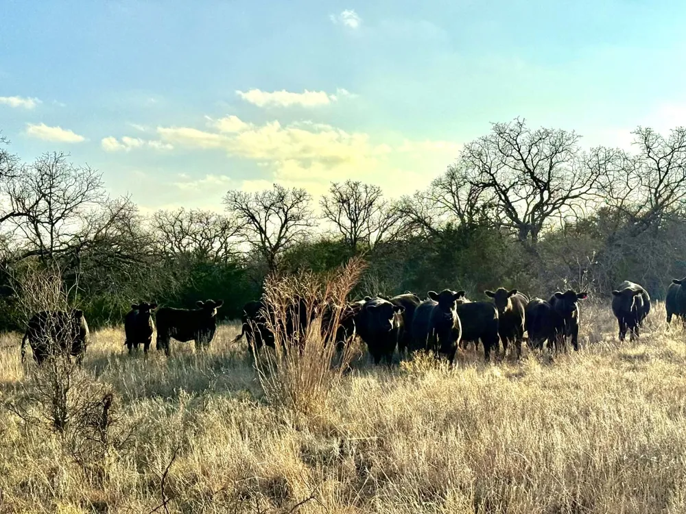 CR 2200 Hico, TX 76457