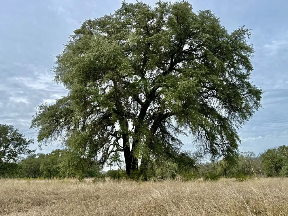 CR 2200 Hico, TX 76457