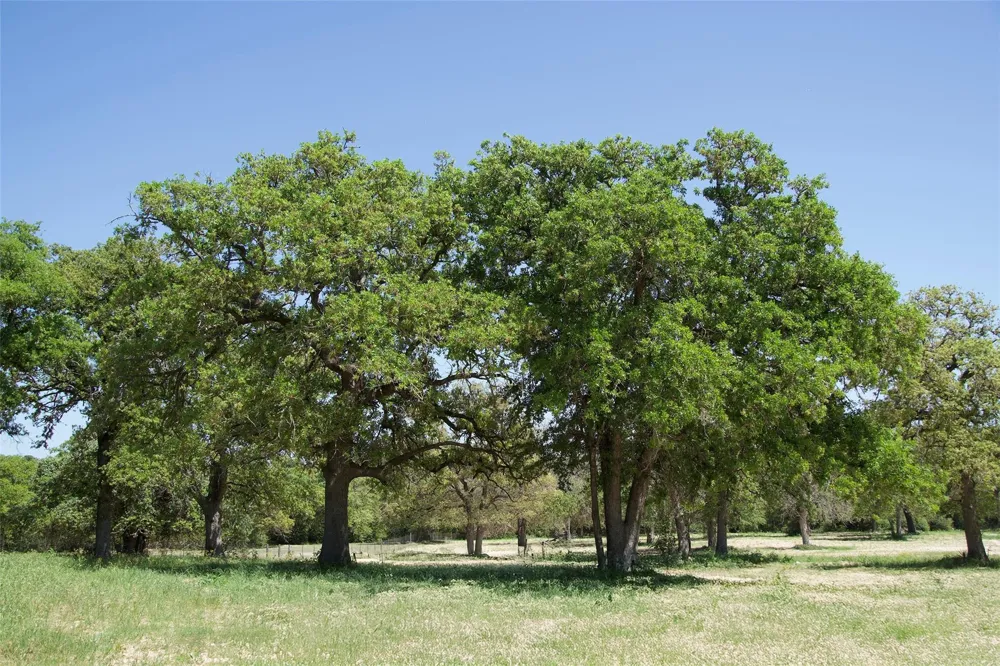 1035 Old Sayers Road Elgin, TX 78621