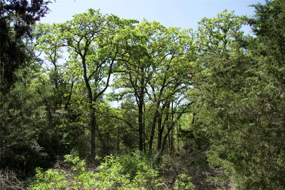 1035 Old Sayers Road Elgin, TX 78621