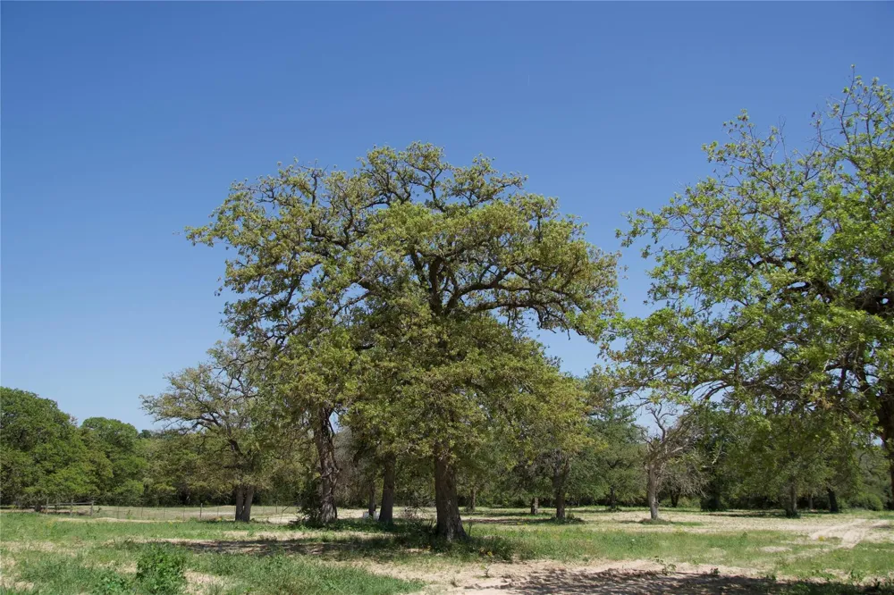 1035 Old Sayers Road Elgin, TX 78621