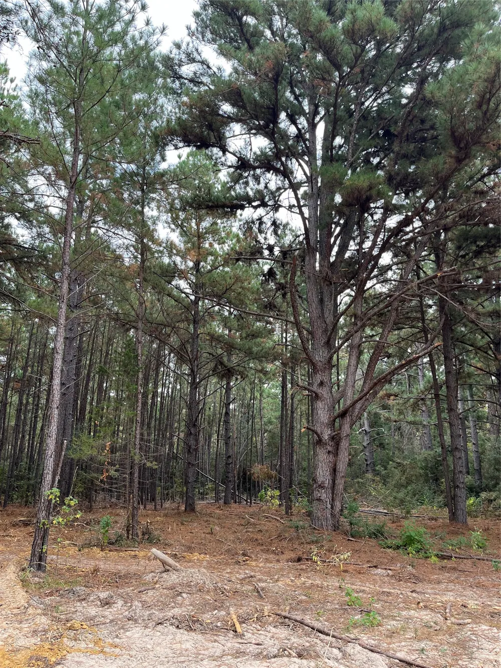 99999 CR 207 Centerville, TX 75833