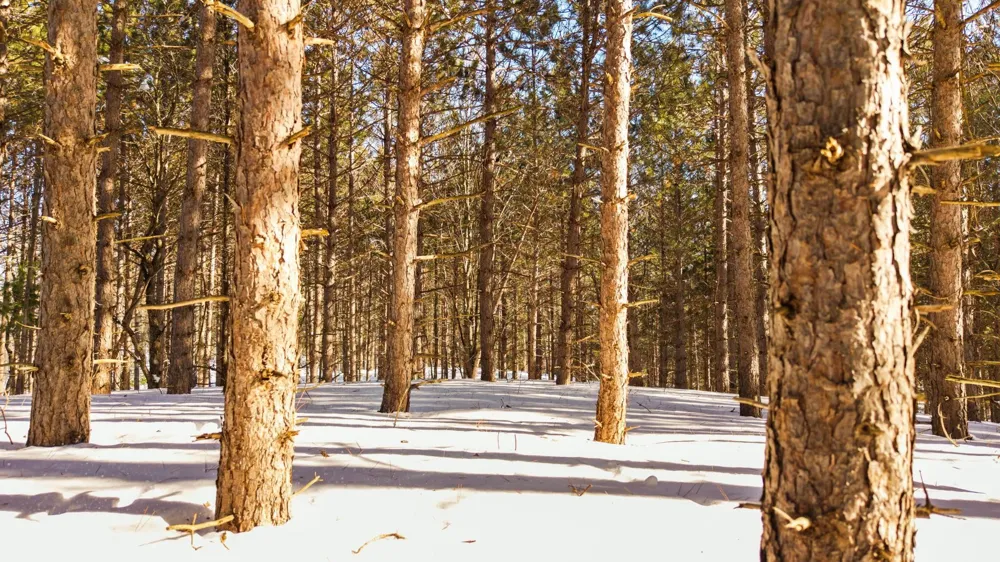 4811 Truax Lake Road Whitewater Township, MI 49690