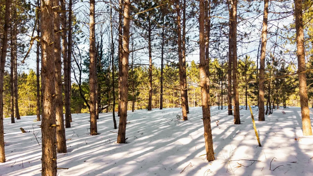 4811 Truax Lake Road Whitewater Township, MI 49690