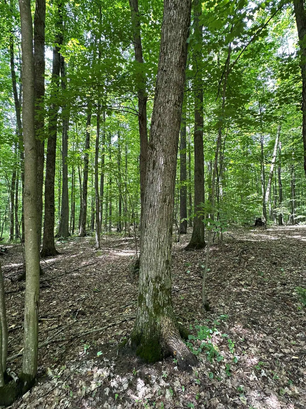 2392 SW Inman Road Boardman Township, MI 49680