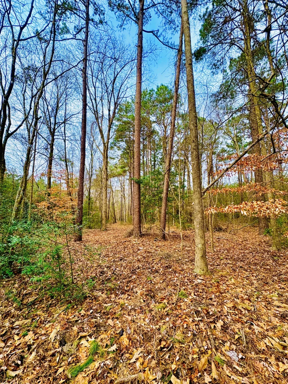 County Road 1060 Center, TX 75935