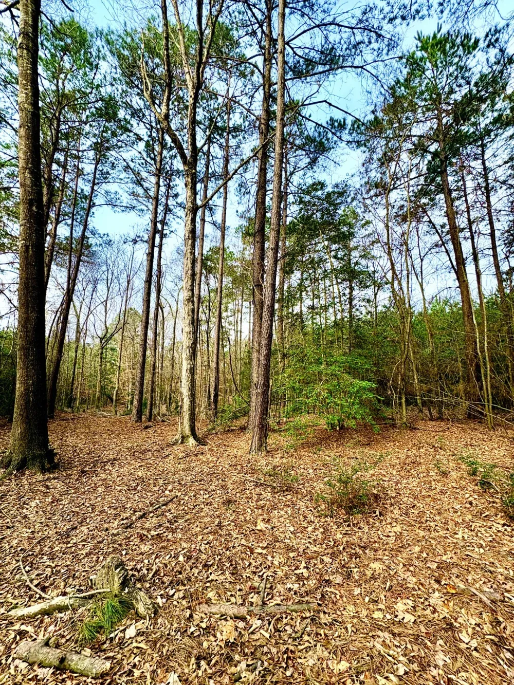 County Road 1060 Center, TX 75935