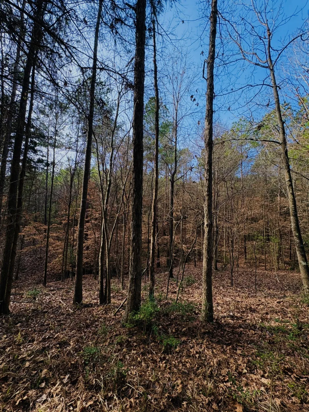 County Road 1060 Center, TX 75935