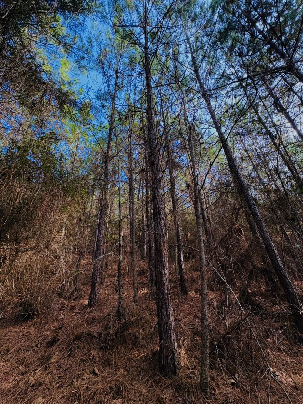 County Road 1060 Center, TX 75935