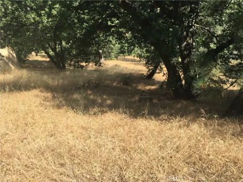 30481 Live Oak