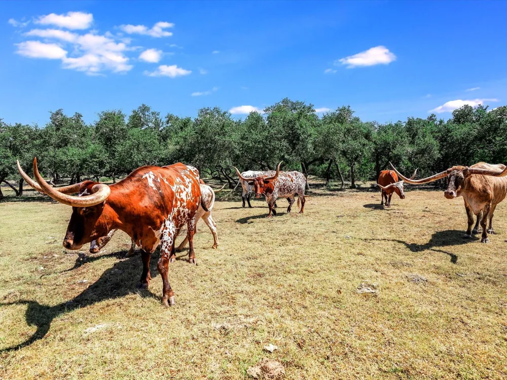 2874 Elder Hill Road Driftwood, TX 78619