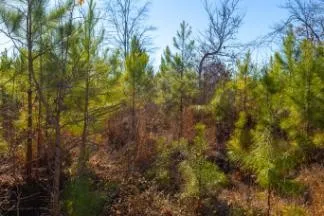 0 White Oak Rd Stewart, TN 37175