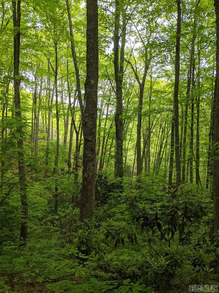 17010 Buck Knob Road Cullowhee, NC 28723