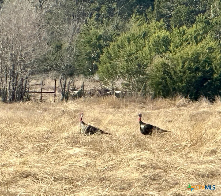 1950 County Road 299 Gatesville, TX 76528