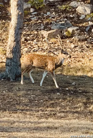 196 Rock Bottom Hunt, TX 78024