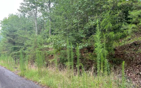 LOT 8 Preserve At Beach Mountain