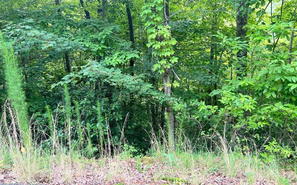 LOT 8 Preserve At Beach Mountain Brasstown, NC 28902